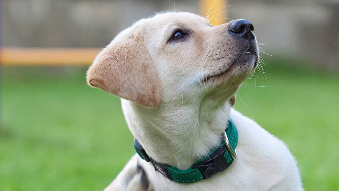 chocolate expandir Fantasía mi perro se rasca mucho el ojo Patológico